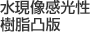 水現像感光性樹脂凸版