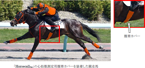 「Horsecall™」の心拍数測定用腹帯カバーを装着した競走馬・腹帯カバー