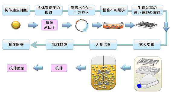 抗体医薬の製造フロー