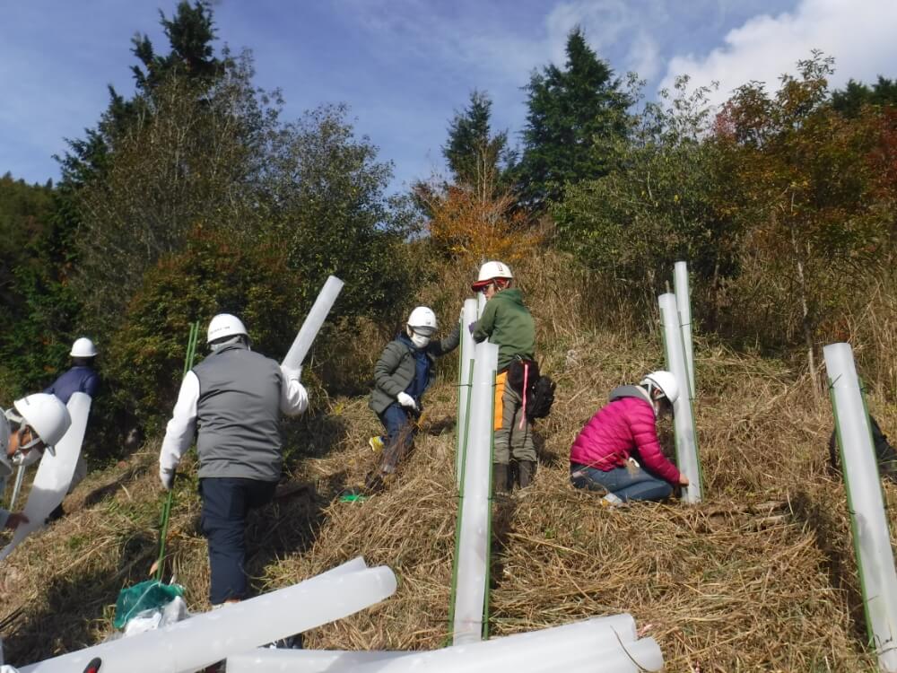 苗木に鹿の食害防止カバーを付けている様子