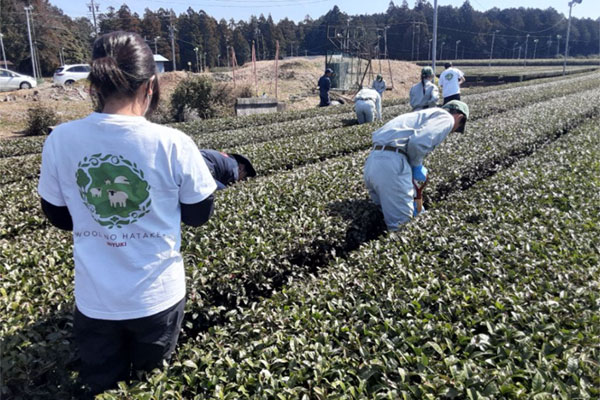 お茶の栽培の様子