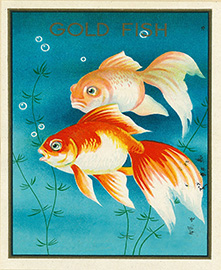 「金魚®」の図形商標