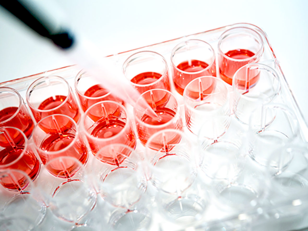 細胞培養プレートの使用イメージ