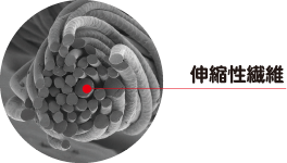 繊維拡大図