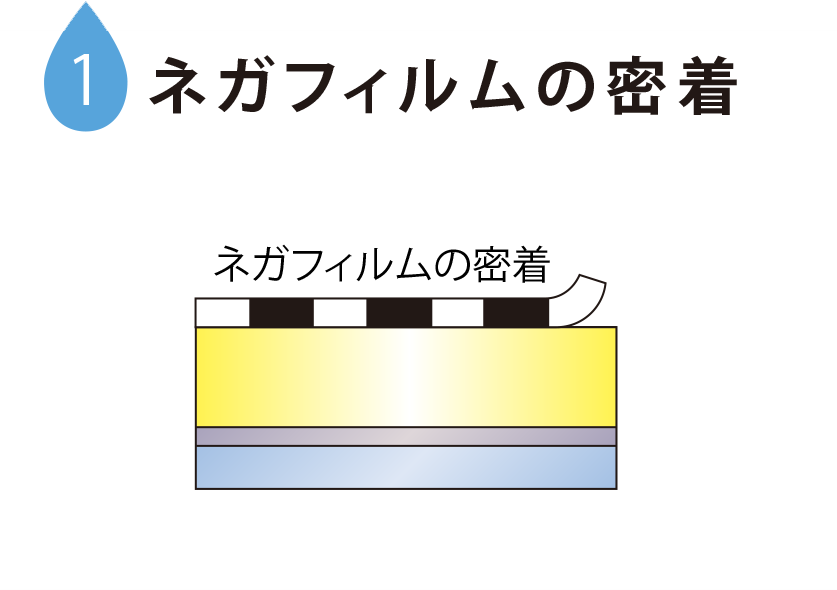 1 ネガフィルムの密着