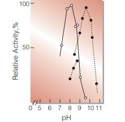 Fig.5. pH-Activity