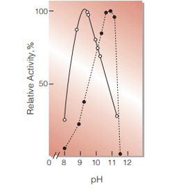 Fig.3. pH-Activity