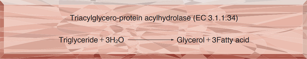 LIPOPROTEIN LIPASE