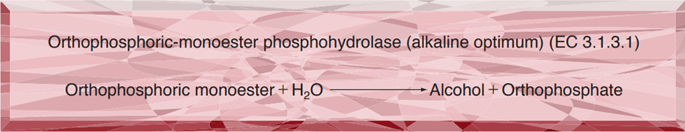 ALKALINE PHOSPHATASE