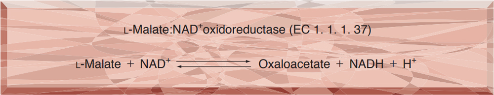 MALATE DEHYDROGENASE