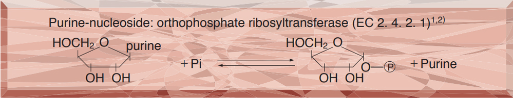 PURINE-NUCLEOSIDE PHOSPHORYLASE