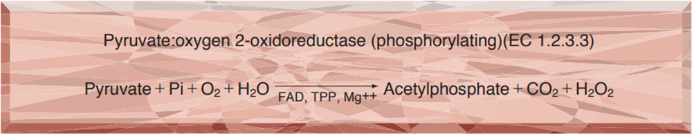 PYRUVATE OXIDASEE