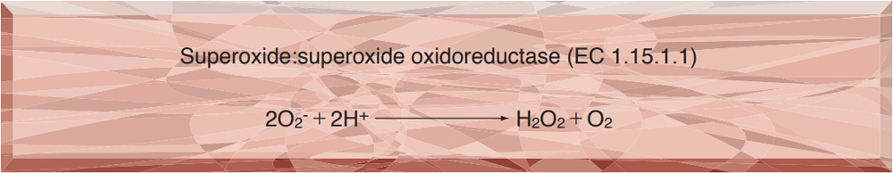 SUPEROXIDE DISMUTASE