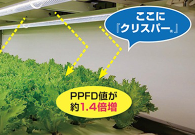 クリスパー
