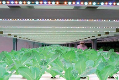 植物工場