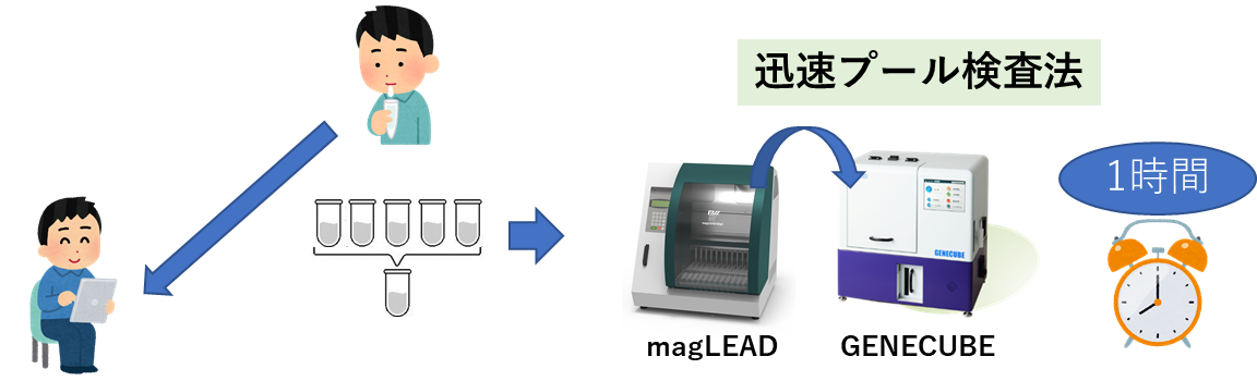 迅速プール検査法